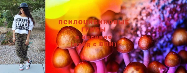 прущие грибы Бородино